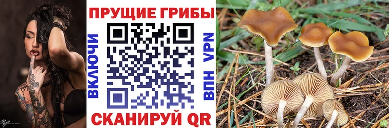 как найти наркотики  Шагонар  Псилоцибиновые грибы прущие грибы 